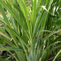 Cymbopogon citratus