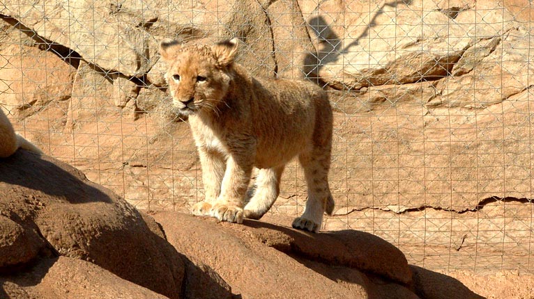 Leòmhann beag ann an Afraga a Deas