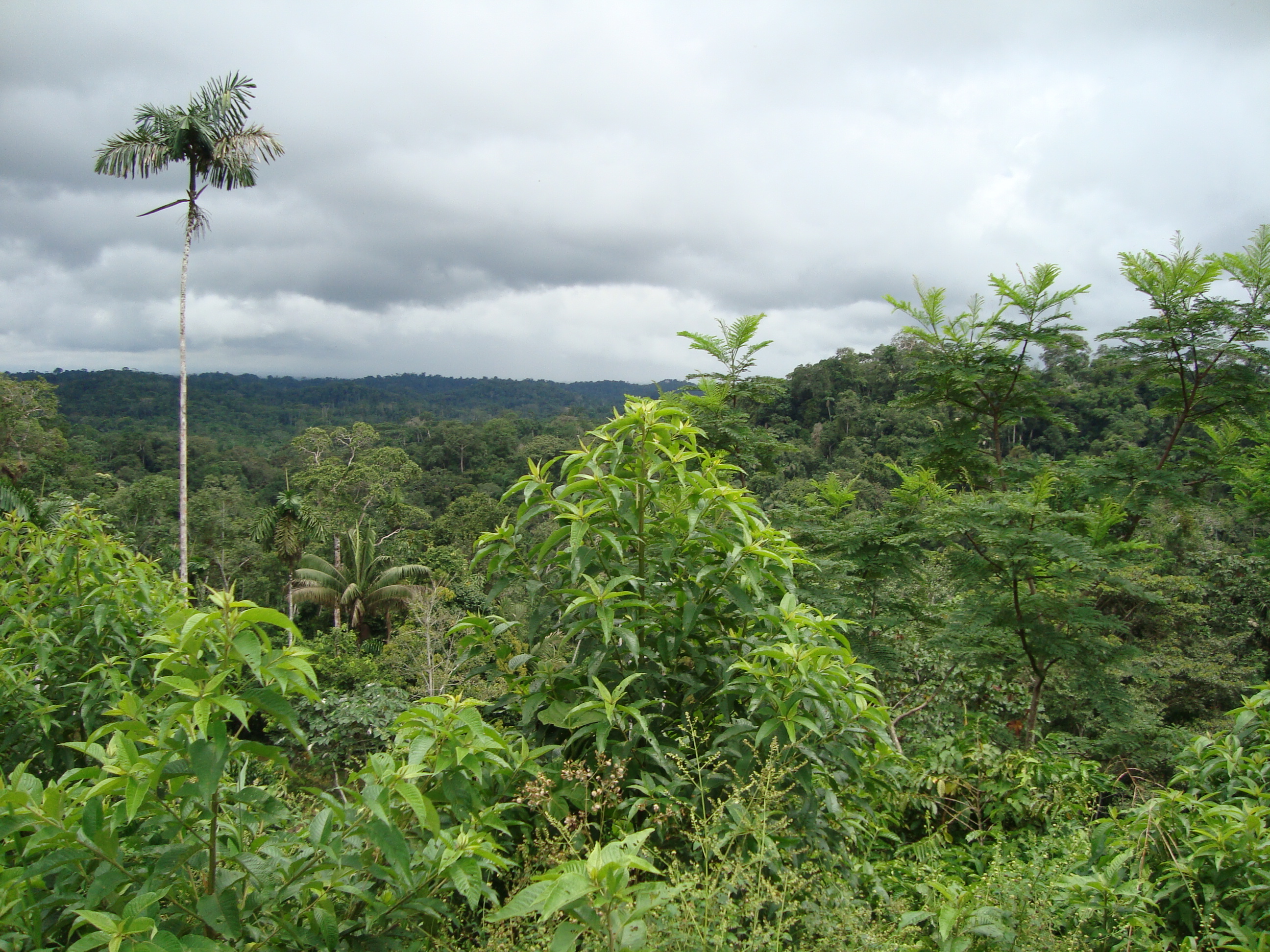 View of the rainforest in Napo Province, Ecuador