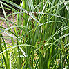 Cyperus longus