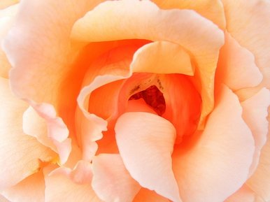 Living is hard because everything dies