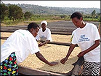 Trabalhadores em plantação de café em Ruanda