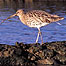 Curlew (Image: Chris Gomersall and RSPB Images)