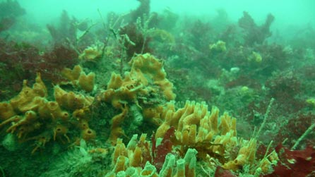 Underwater Pembrokeshire (Image by Richie Rocket from Wales)