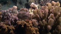 Corals feeding at night