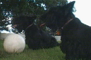 Norman has been landed in it