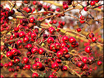 Hawthorn berries