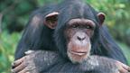 Шимпанзе