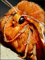 A Moth
