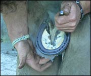 A new horseshoe goes on 