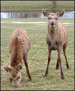 Young red deer