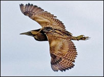 Bittern in flight, David Tipling, RSPB Images