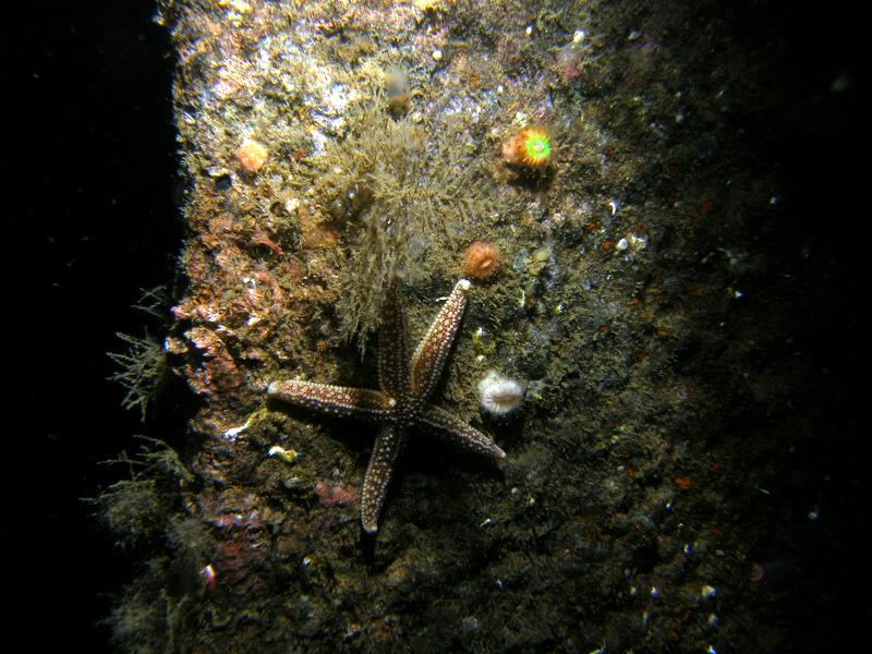 Common starfish and devonshire cup coral