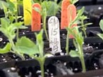 Aspen planting