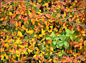 عکس از آيتای خرمی نژاد