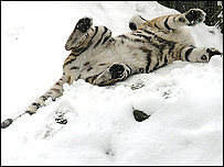 tiger snow linton zoo