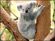 koala.jpg