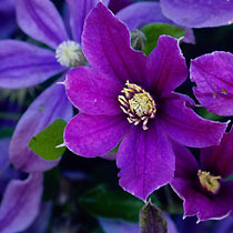 Clematis 'Etoile Violette'
