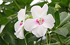 Impatiens'