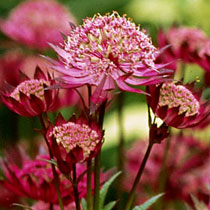 Astrantia major 'Hadspen Blood'