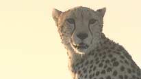 Shakira the cheetah