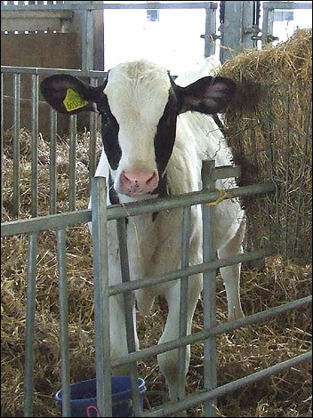 Calf at Marsh Farm Country