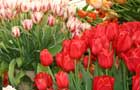 Tulips in the Great Pavilion