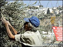 Filistinli zeytin üreticisi