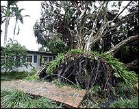 Árvore derrubada pelo furacão em Fort Lauderdale