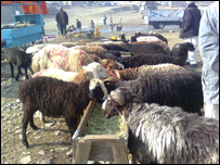 د پسونونسل ګيري