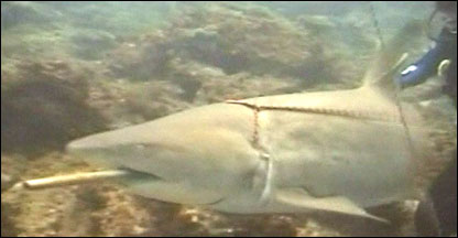 Tubarão com fisga no estômago