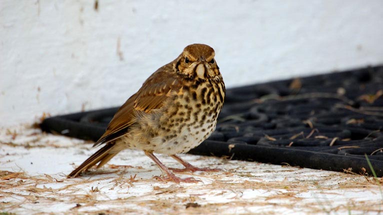 Smeòrach anns a' ghàrradh ann an Cille Chòmhghain