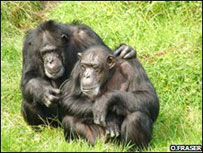 Chimpanzés (arquivo)