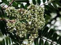 Flowers of mystery tree