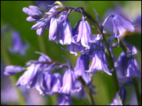 Bluebells