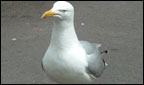 The gulprit - a seagull