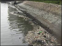 مردہ مچھلیاں