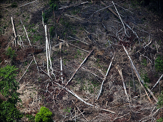 Jambi, Indonesia. Foto: Daniel Beltrá