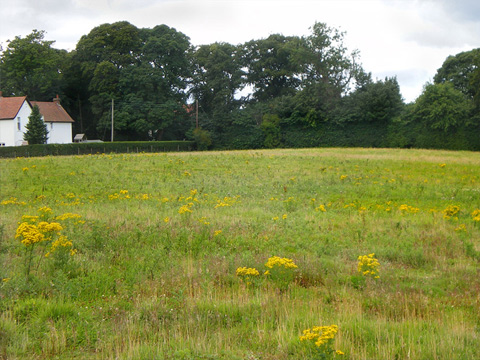 Colour view of field containing mainly grass with some yellow-flowered ragwort. A large house behind a hedge sits in the background to the left of frame, with a line of trees behind.