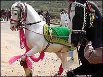 अरबी घोड़ा