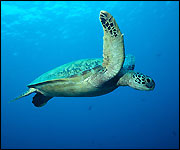A turtle