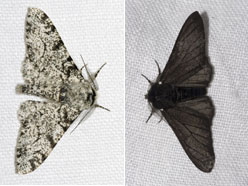 The Peppered Moth - white bodied & black bodied