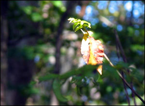 عکس از گلی موسوی