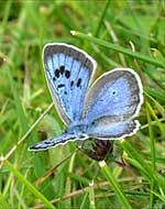 Large Blue Butterfly