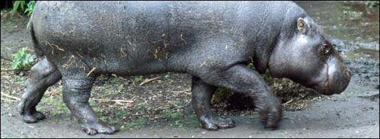 A pygmy hippo in London Zoo