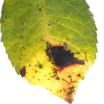 Pic: Rose black spot