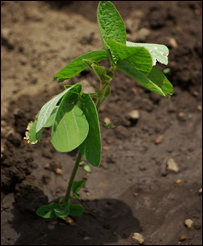 کشت و رشد سويابين