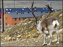 Reindeer at Longyearbyen