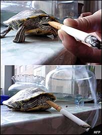 Tartaruga fumante da China