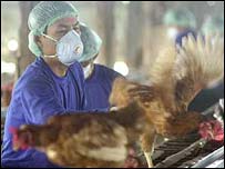 Tavuk üretim çiftliği